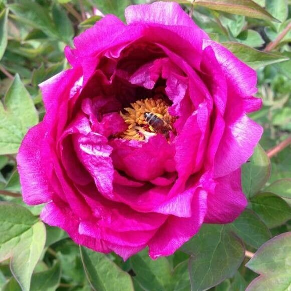 Paeonia officinalis Flor