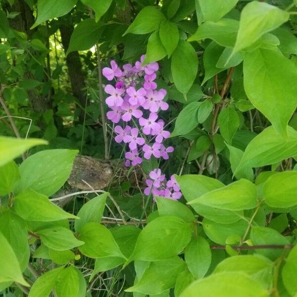 Hesperis matronalis Virág