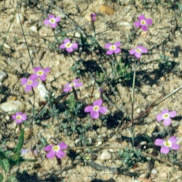 Marcus-kochia triloba Flor