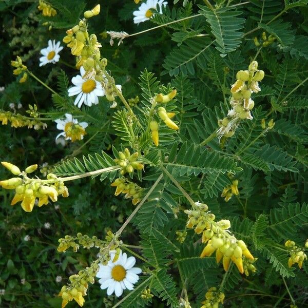 Astragalus penduliflorus Цветок