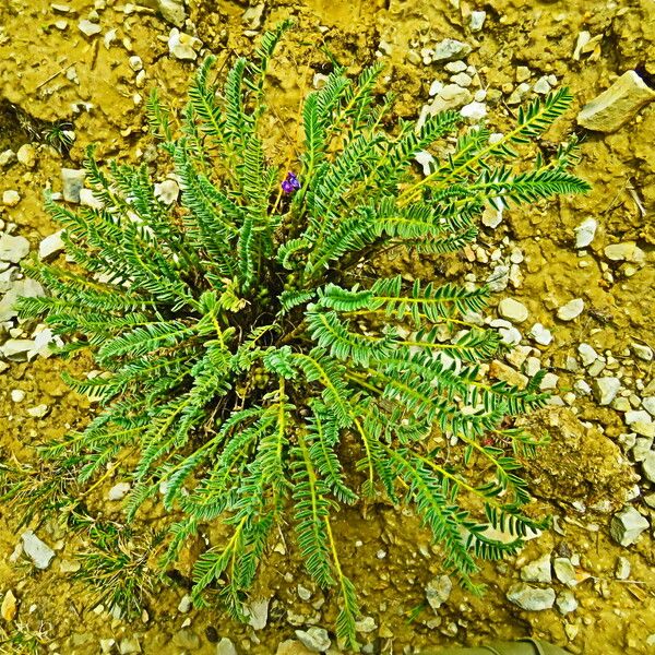 Astragalus atropilosulus Leaf