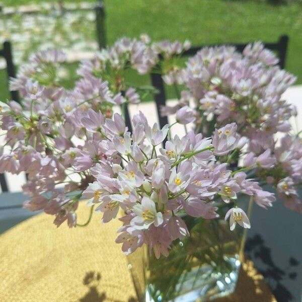 Allium roseum Flower