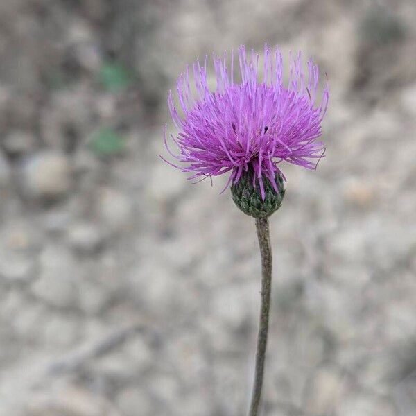 Cirsium tuberosum Цветок