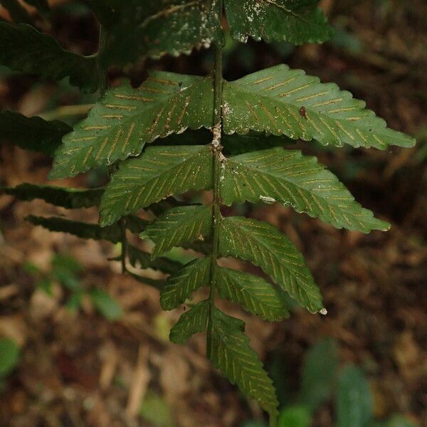 Asplenium macrophlebium Blad