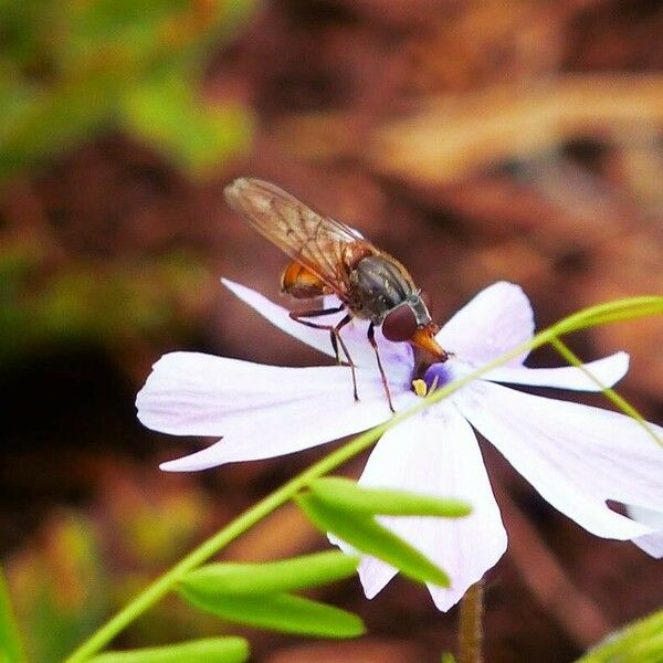 Phlox subulata Flower