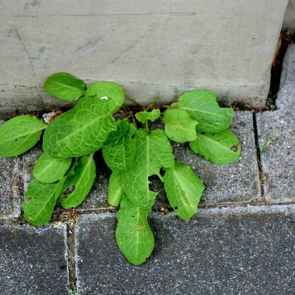 Rumex pulcher Листок