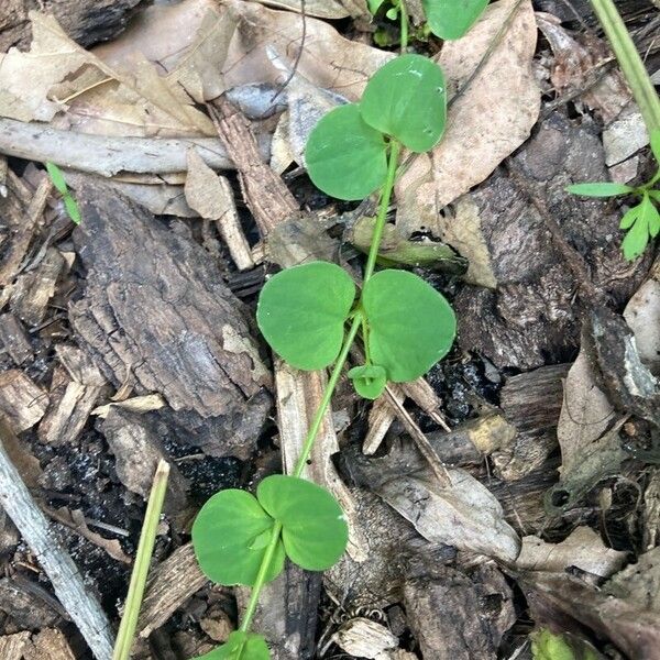 Drymaria cordata Leaf