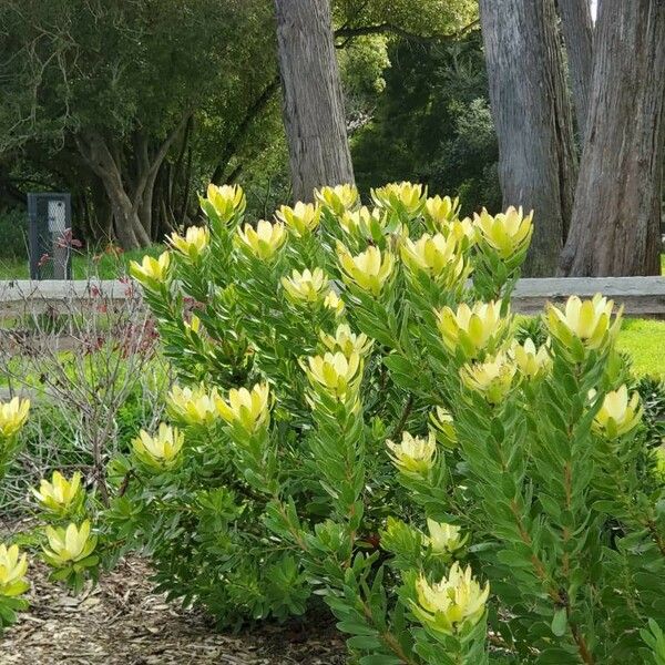 Leucadendron laureolum Fleur