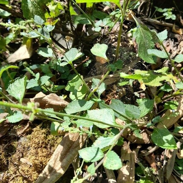 Salvia occidentalis Leaf