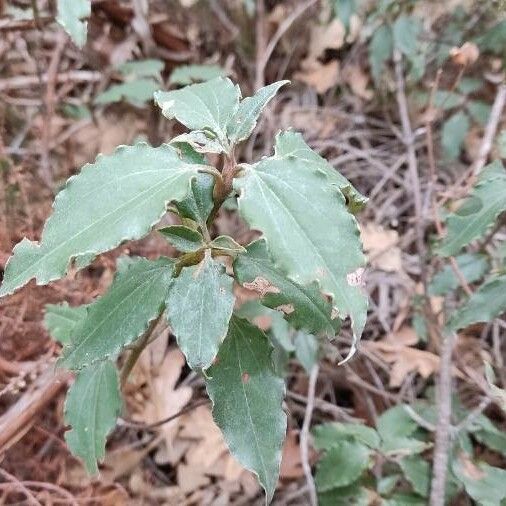 Cistus laurifolius Blad