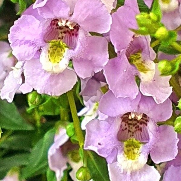 Angelonia angustifolia 花