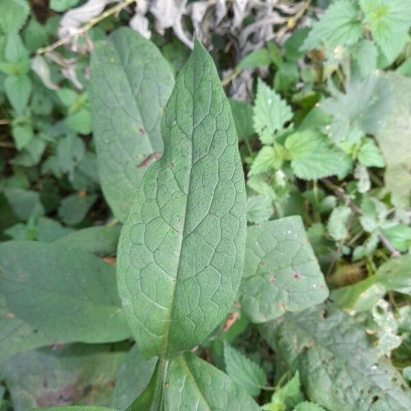 Symphytum bulbosum Leaf