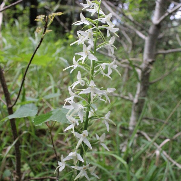 Platanthera bifolia Kvet