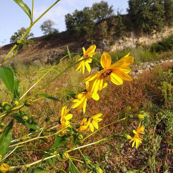 Helianthus tuberosus Кветка