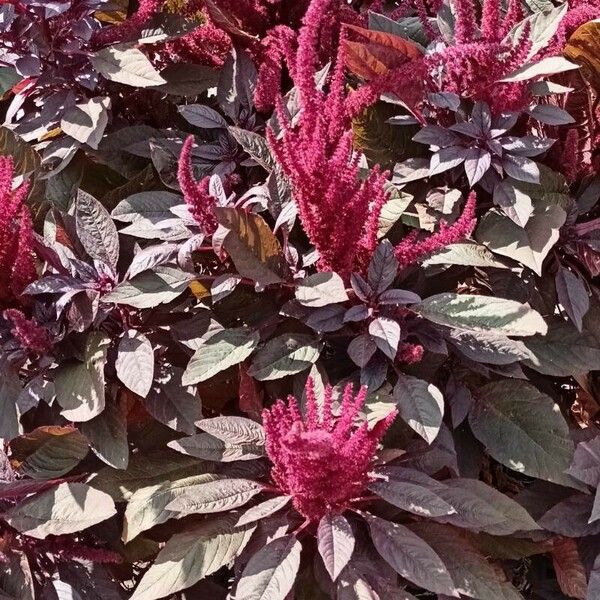 Amaranthus cruentus Blomst