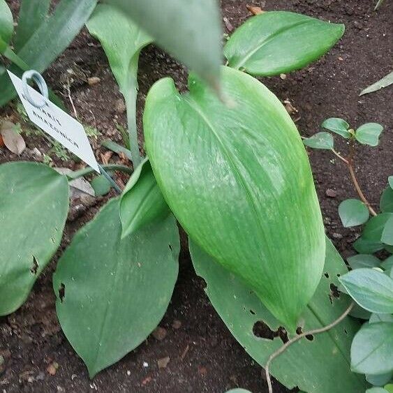 Urceolina amazonica Leaf