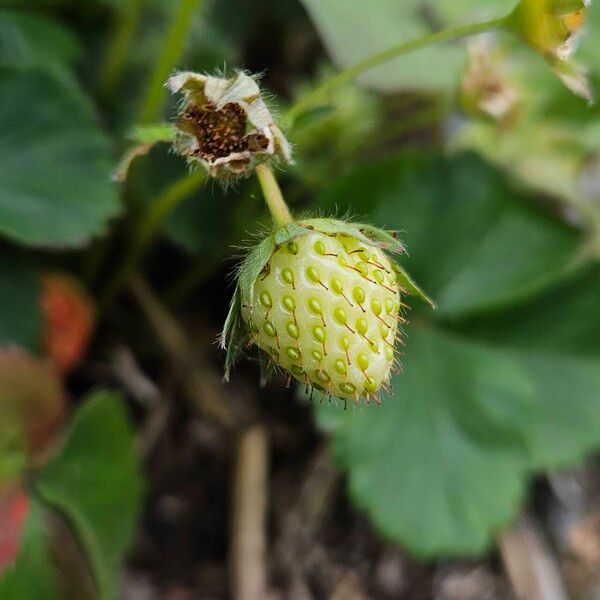 Fragaria viridis फल