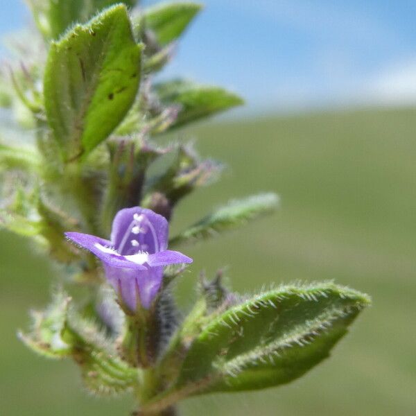 Clinopodium acinos Foglia