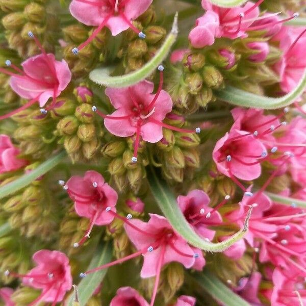 Echium wildpretii Flower