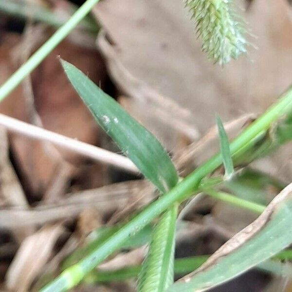 Dactyloctenium aegyptium Blatt