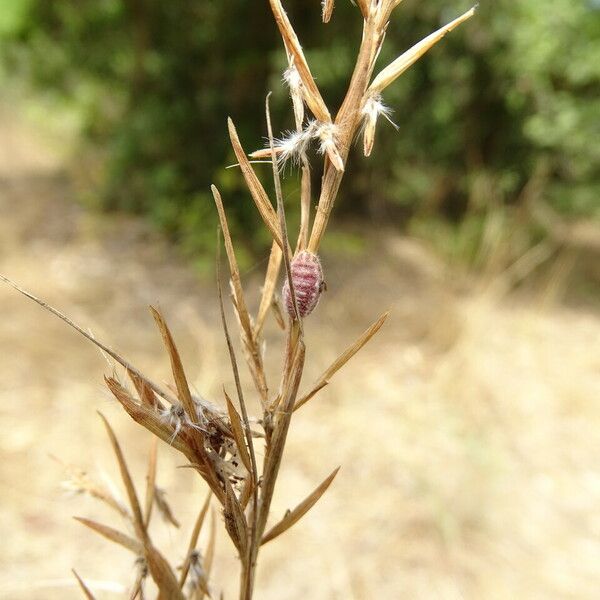 Hyparrhenia hirta Rusca