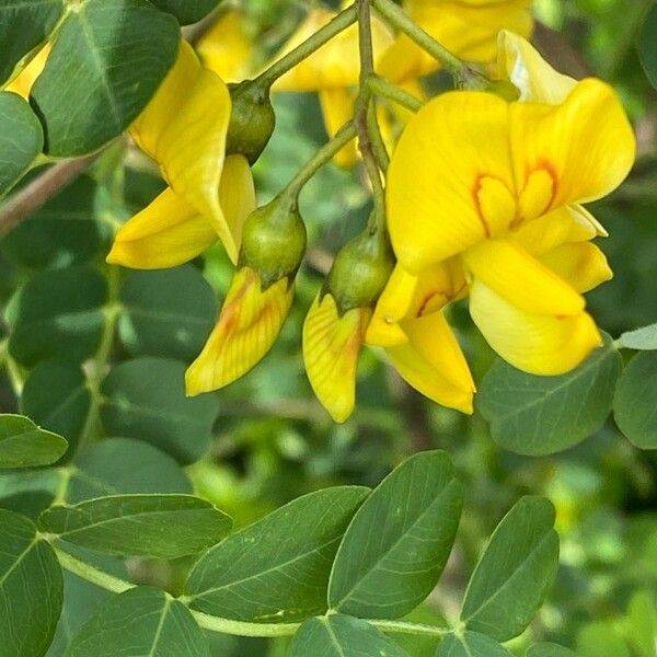 Colutea arborescens Blüte