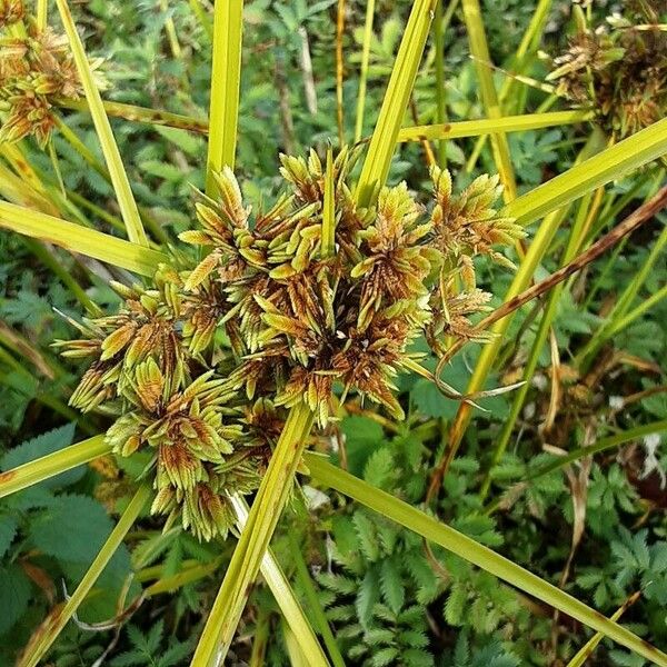 Cyperus eragrostis Žiedas