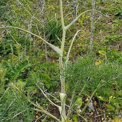 Thapsia garganica Лист