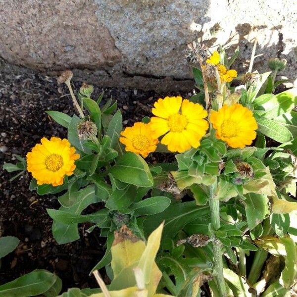 Calendula officinalis Flower