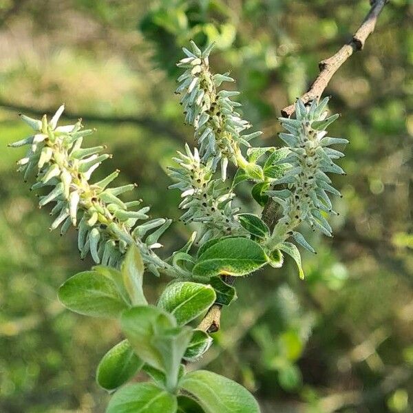 Salix aurita Кветка