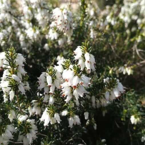 Erica erigena Kvet