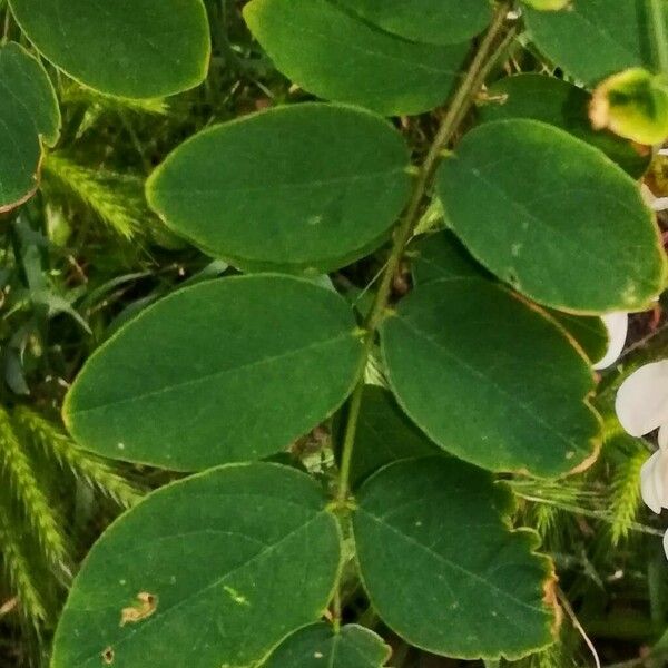 Robinia pseudoacacia Folha