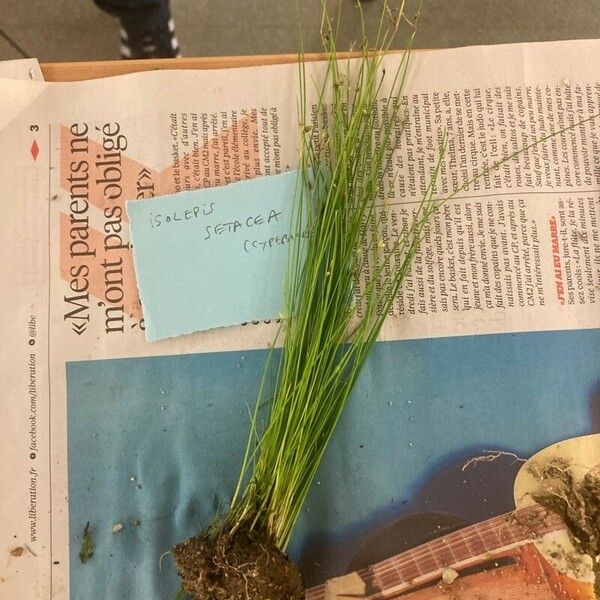 Isolepis setacea Flower