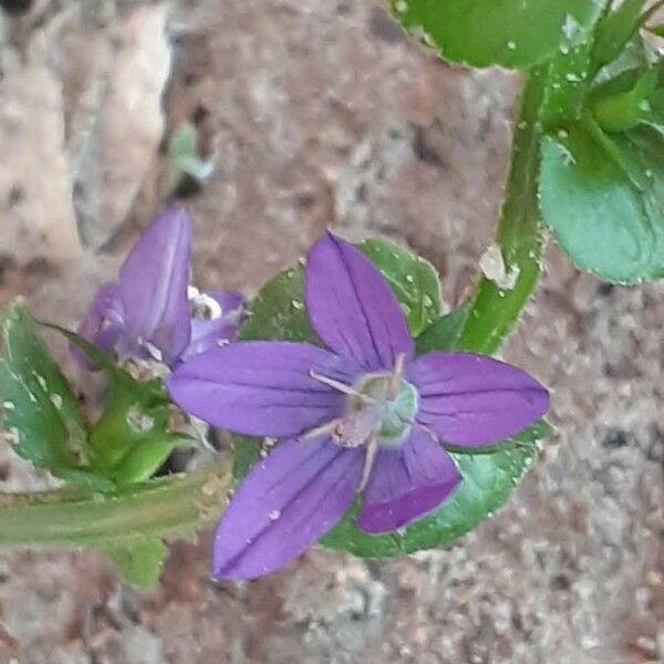 Triodanis perfoliata Flor