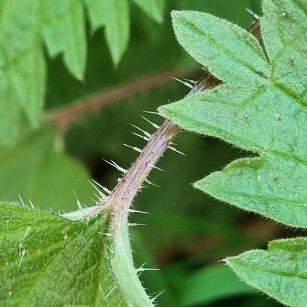 Urtica urens خشب