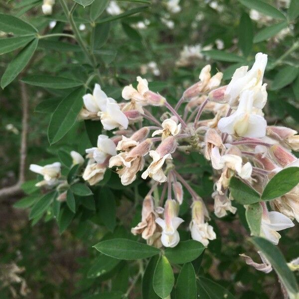 Chamaecytisus prolifer Flower