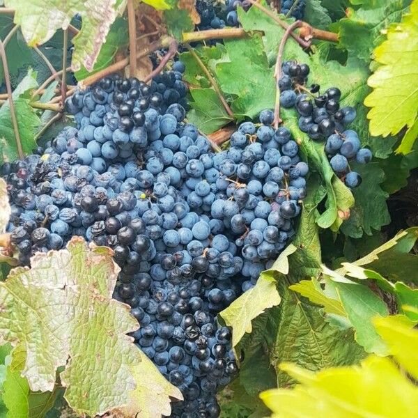 Vitis labrusca Plod