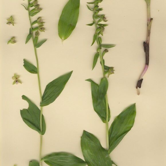 Epipactis rhodanensis Alkat (teljes növény)