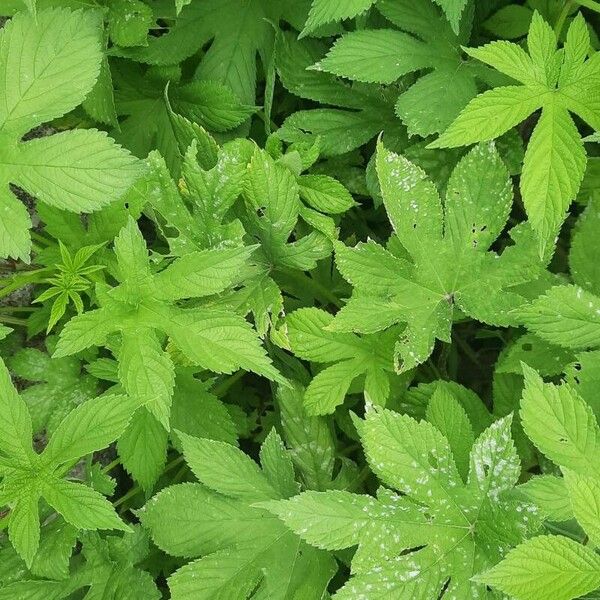 Humulus scandens Leaf