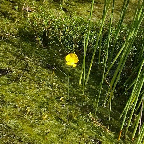 Utricularia gibba Flower