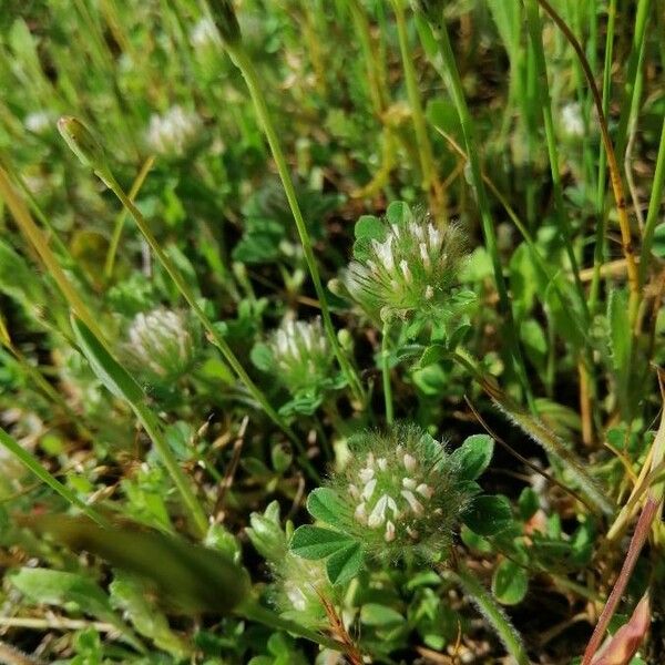 Trifolium cherleri 花