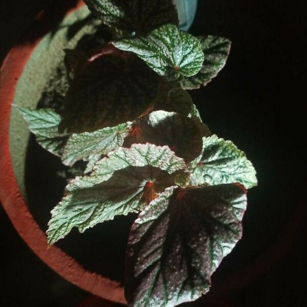 Begonia rex Leaf