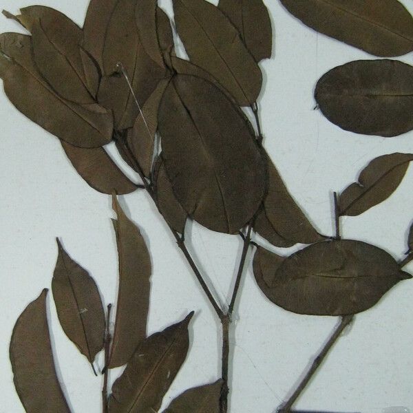 Qualea dinizii
