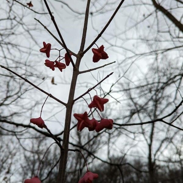 Euonymus atropurpureus Fruchs