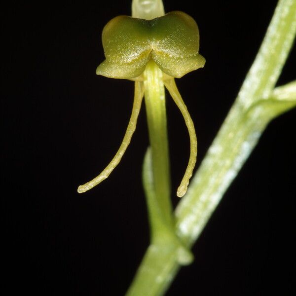 Liparis stenophylla Цвят