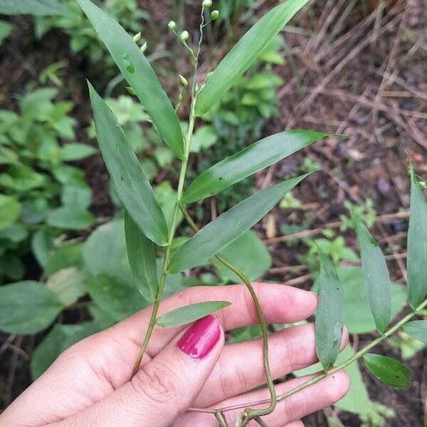 Lasiacis divaricata Fulla