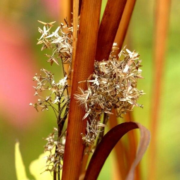 Cladium mariscus Lapas