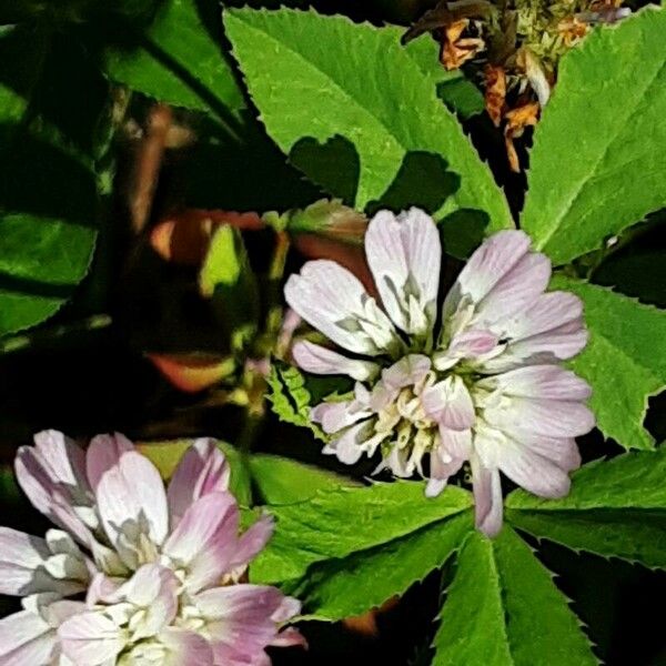 Trifolium resupinatum Žiedas