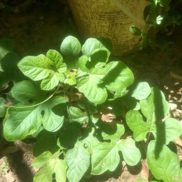 Cucumis anguria Feuille