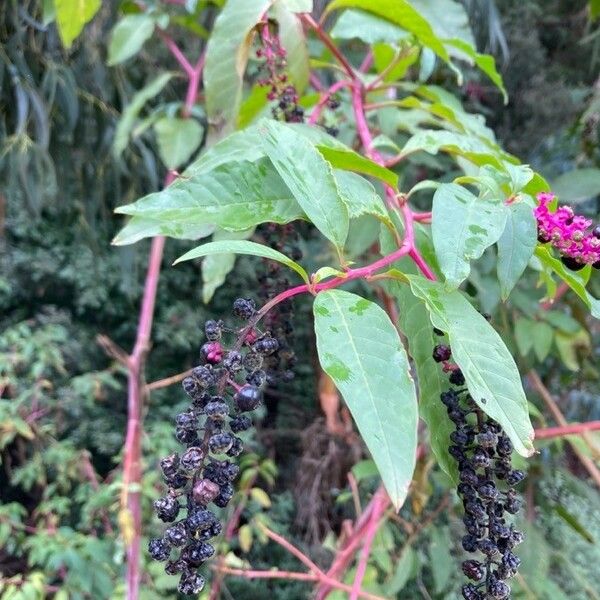 Phytolacca americana Frucht